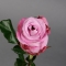 Троянда Мерітім - Фото 4