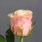 Троянда Такаци Пінк - Фото 3