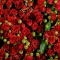 Букет 51 троянда спрей Ред Ванесса - Фото 4