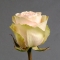 Троянда Фрутетто  - Фото 3