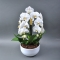 Фаленопсіс Phalaenopsis Crown wit-wit Keram 3 Tak - Фото 2