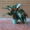 Philodendron Red Beauty - Photo 2