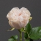Троянда Коттон Експрешн - Фото 3