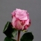 Троянда Мерітім - Фото 2