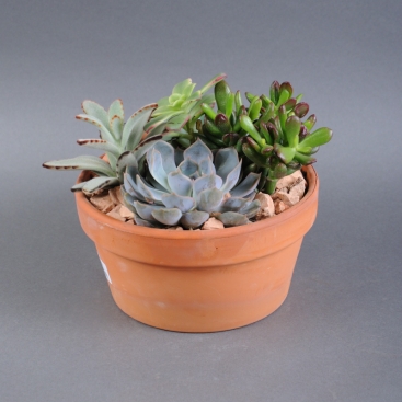 Композиція рослини в керамічному горщику 20х18