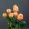 Троянда Оранж Трендсеттер - Фото 2