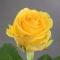 Троянда Пенні Лейн - Фото 1