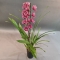Орхидея Цимбидиум - Фото 4