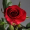 Троянда Готча - Фото 3