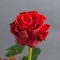Троянда Ель Торо - Фото 2