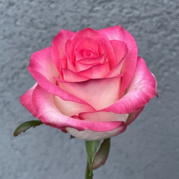 Троянда Джумілія