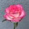 Троянда Джумілія - Фото 1