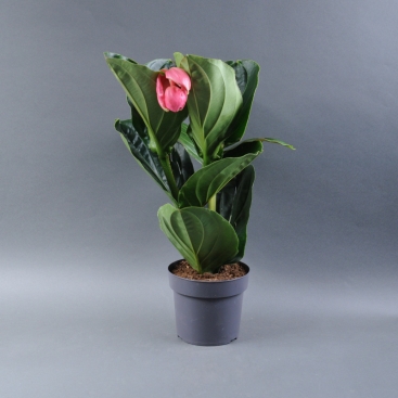 Медінілла Магніфіка (Medinilla Magnifica)