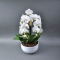 Фаленопсіс Phalaenopsis Crown wit-wit Keram 3 Tak - Фото 3