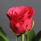 Троянда Такаци Дарк Пінк - Фото 3
