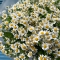 Bouquet of daisies Tanacetum - Photo 3