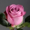 Троянда Діп Перпл  - Фото 1