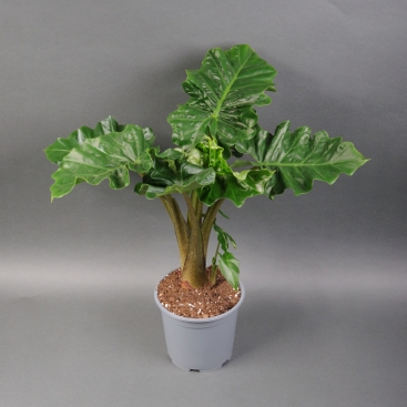 Алоказія Поллі 50 см