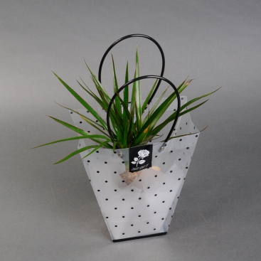 Драцена у подарунковому пакеті