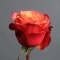 Троянда Болгарт - Фото 3