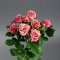 Троянда Алексін спрей - Фото 1