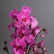 Орхидея в кашпо - Фото 3
