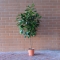 Ficus Cyathistipula - Photo 2