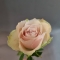 Троянда Атена вайт - Фото 2