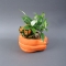 Композиція рослини в керамічному горщику Гарбуз 21-30 - Фото 2