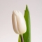 Тюльпан білий - Фото 2