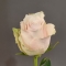 Троянда Атена вайт - Фото 1