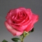 Троянда Лола - Фото 1