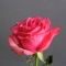 Троянда Лола - Фото 2