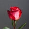 Троянда Ігуазу - Фото 5