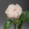 Троянда Коттон Експрешн - Фото 1