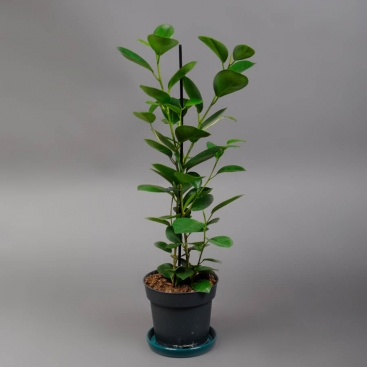 Ficus Moclame