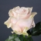 Троянда Пінк Мондіаль - Фото 2