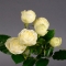 Троянда Сноу Волд стандарт - Фото 1