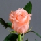 Троянда Аріана - Фото 1