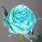 Rose Baby Blue (Ecuador dyed) - Photo 2