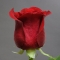 Троянда Фрідом  - Фото 3