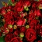 Троянда Ред Ванесса спрей - Фото 6