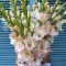 Bouquet with Gladioluses - Photo 4
