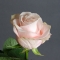 Троянда Пома Роса - Фото 4