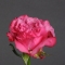Троянда Кантрі Блюз - Фото 2