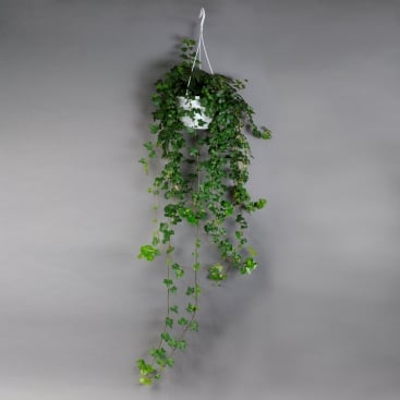 Хедера підвіска (плющ)