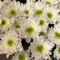 Букет білих хризантем №3 - Фото 3