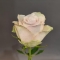 Троянда Атена вайт - Фото 3