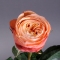 Троянда Кахала - Фото 2