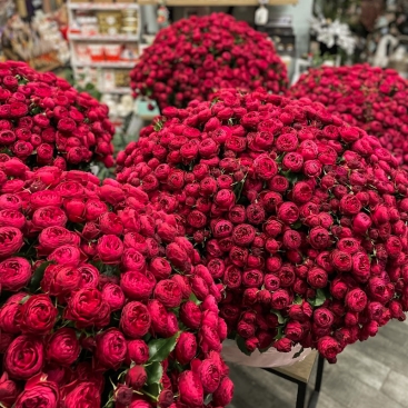 Букет 501 роза Черри Трендсеттер